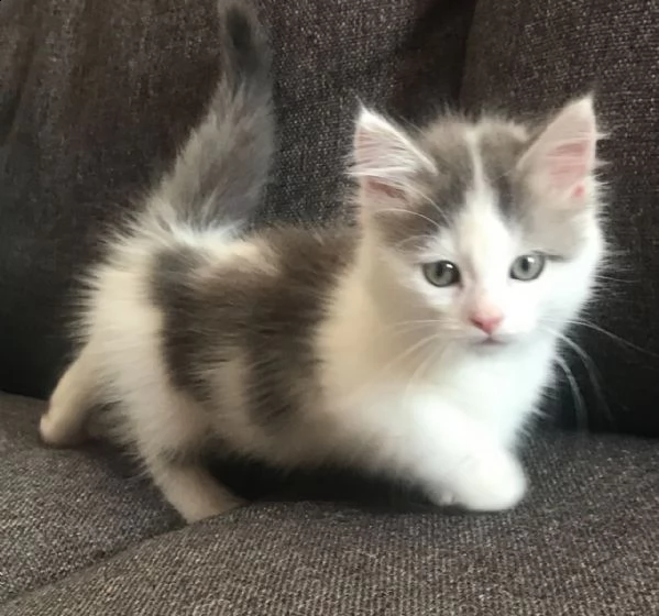 munchkin cuccioli