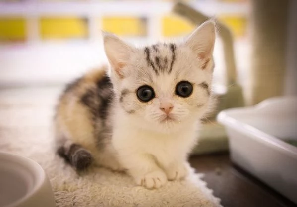 munchkin cuccioli | Foto 0