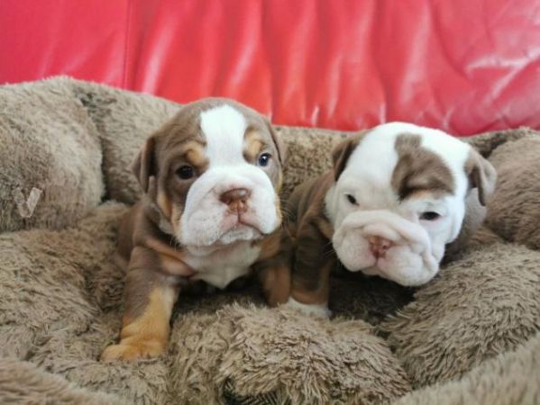 Regalo Cuccioli Bulldog Inglese Per L Adozione