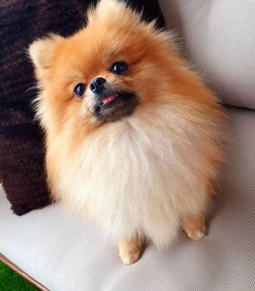 cucciolo volpino pomerania da privato