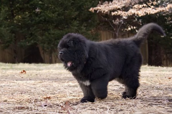 vendita cuccioli di cane di terranova