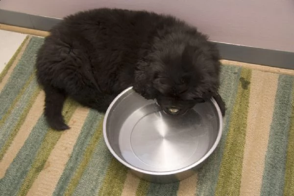 vendita cuccioli di cane di terranova | Foto 1