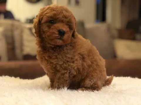 cuccioli barboncino toy 30 cm | Foto 3