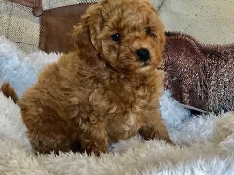 cuccioli barboncino toy 30 cm | Foto 2
