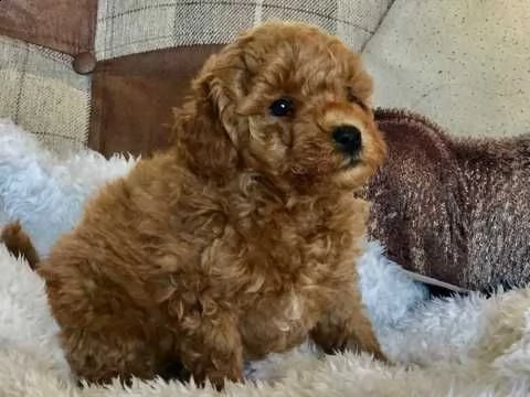cuccioli barboncino toy 30 cm | Foto 1