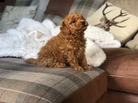 cuccioli barboncino toy 30 cm
