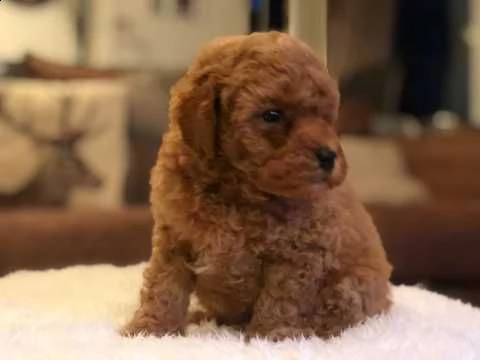 cuccioli barboncino toy 30 cm | Foto 0