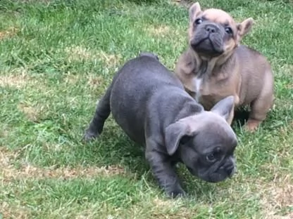  bulldog francese enci fci 