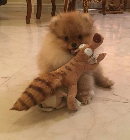 neonati pomeranian per regalo