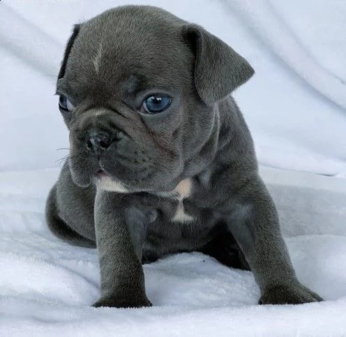 cuccioli di bouledogue francese colore blu