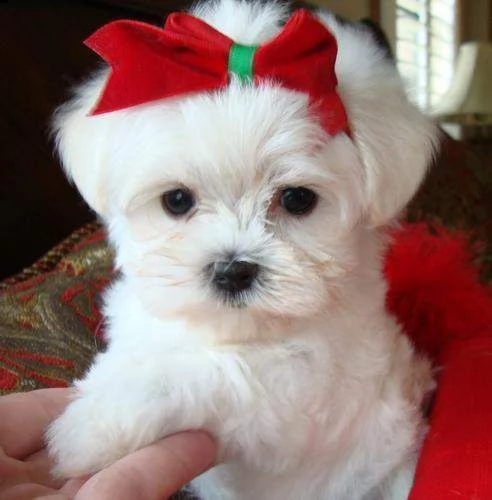 cuccioli di maltese mini toy
