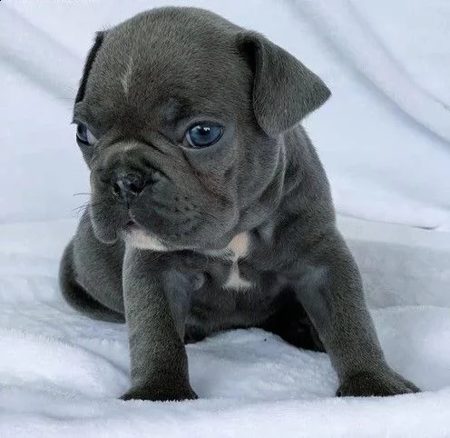 cuccioli di bouledogue francese colore blu 100