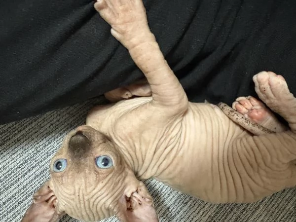 CANADIAN SPHYNX  | Foto 6