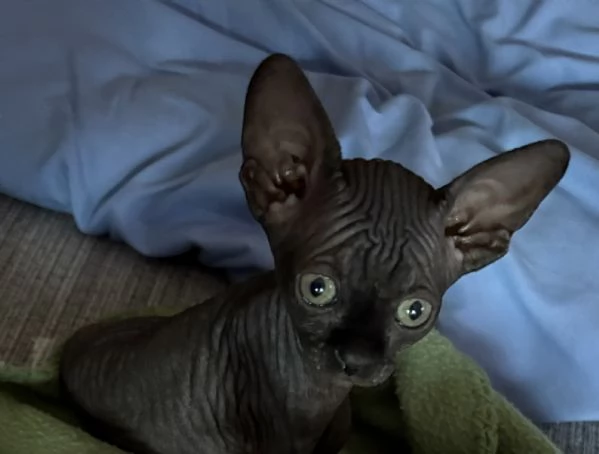 CANADIAN SPHYNX  | Foto 5