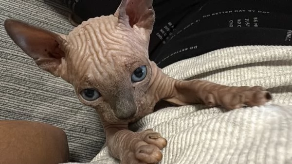 CANADIAN SPHYNX  | Foto 4