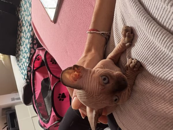 CANADIAN SPHYNX  | Foto 3