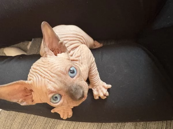 CANADIAN SPHYNX  | Foto 1