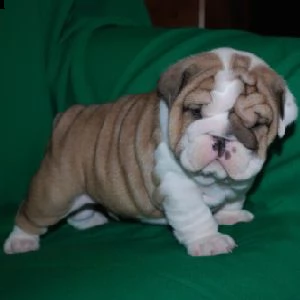 adorabili cuccioli di bulldog inglese femminucce e maschietti disponibili per ladozione gratuita i  | Foto 0