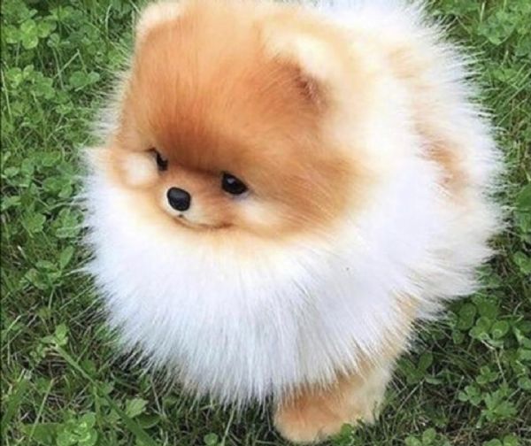 Regalo cucciolo Volpino pomerania da Volontario a regalo cuccioli di
