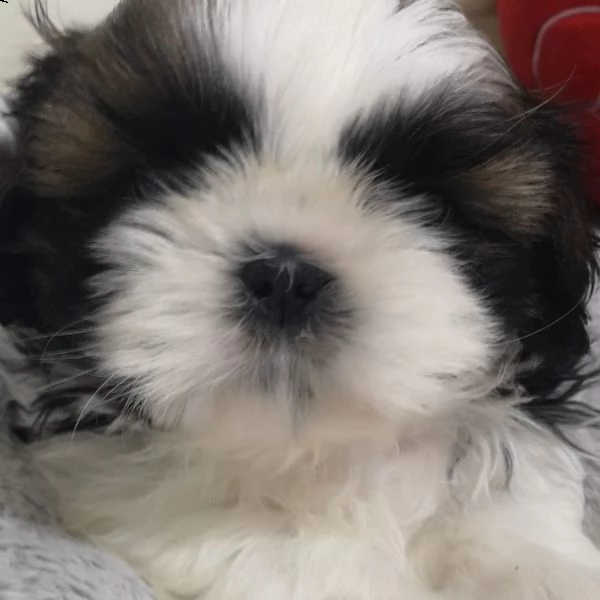 nuova cucciolata di shih tzu 