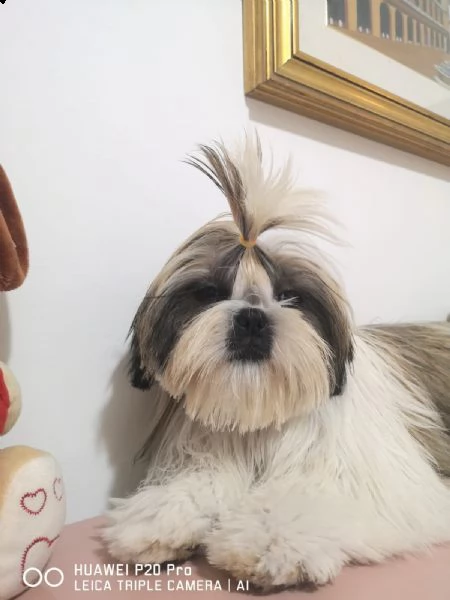 nuova cucciolata di shih tzu  | Foto 0