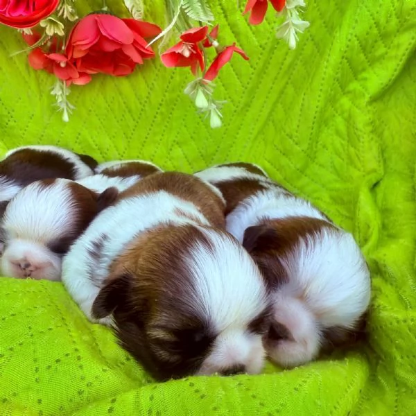 Nuova cucciolata  | Foto 5
