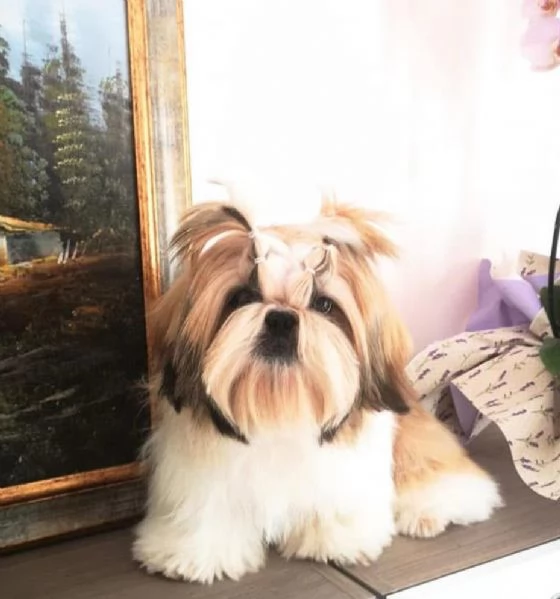 Nuova cucciolata  | Foto 4