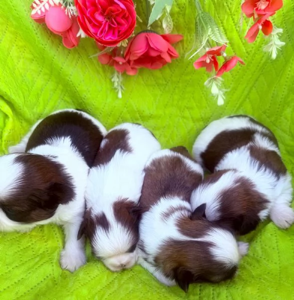 Nuova cucciolata  | Foto 3