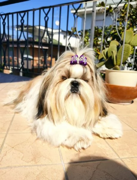 Nuova cucciolata  | Foto 0