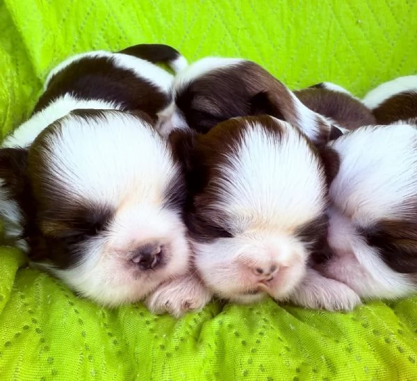 shihTzu  con pedigree ENCI e DNA 