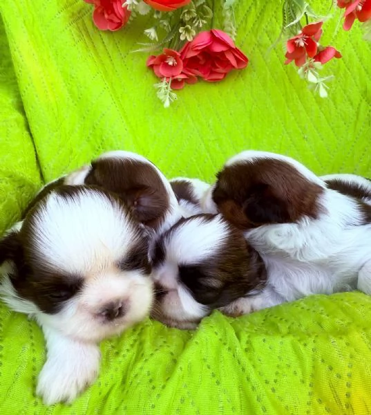shihTzu  con pedigree ENCI e DNA  | Foto 6