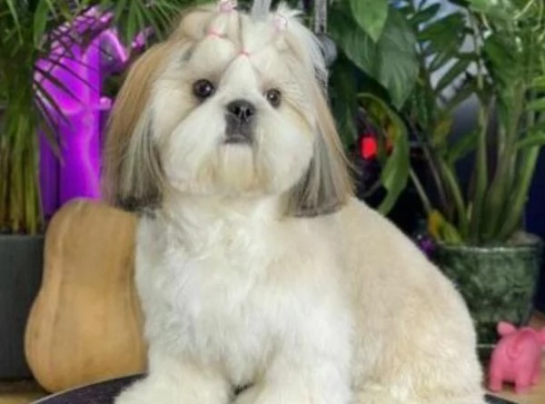 shihTzu  con pedigree ENCI e DNA  | Foto 5