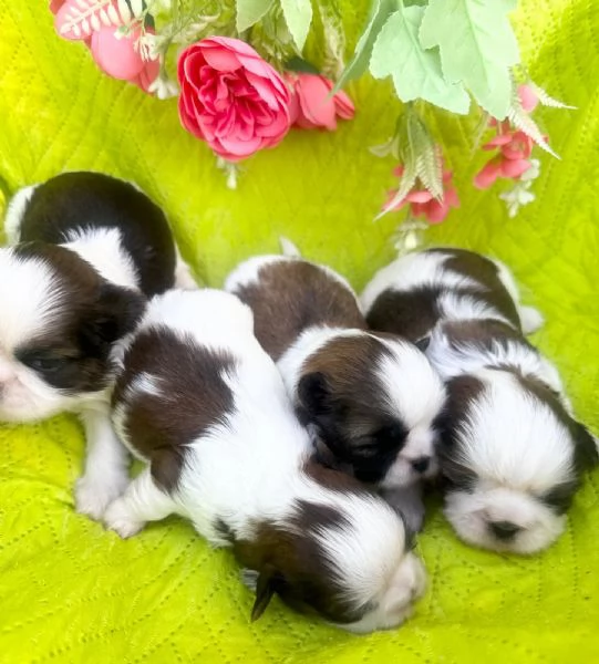 shihTzu  con pedigree ENCI e DNA  | Foto 4