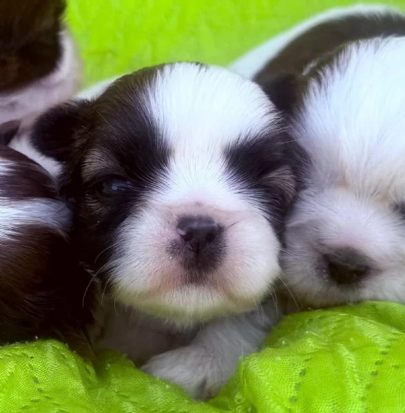 shihTzu  con pedigree ENCI e DNA  | Foto 3