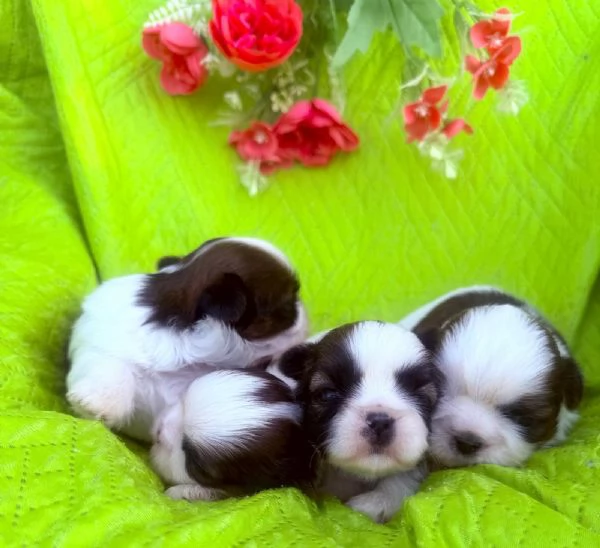 shihTzu  con pedigree ENCI e DNA  | Foto 2