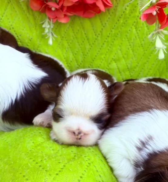 shihTzu  con pedigree ENCI e DNA  | Foto 1