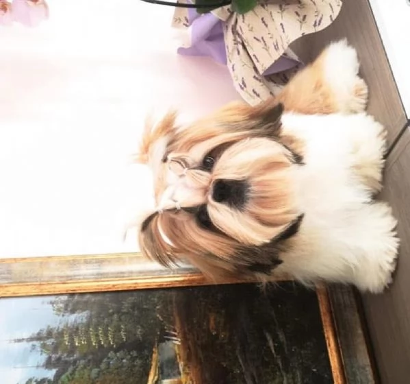 shihTzu  con pedigree ENCI e DNA  | Foto 0