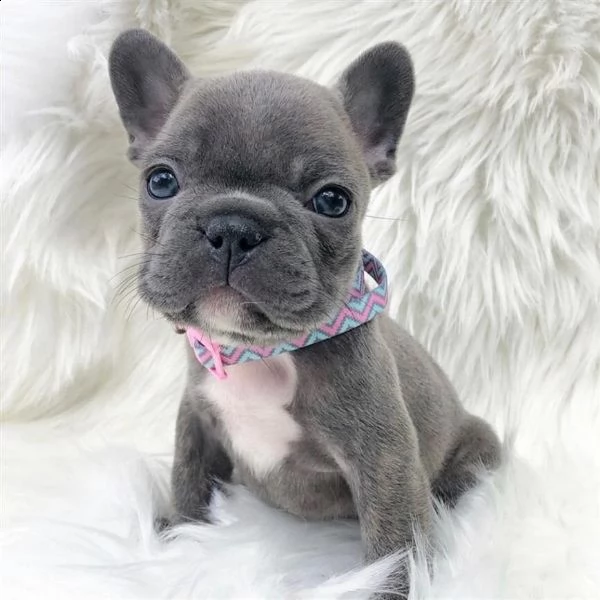   regaloregalo bulldog francese blu bianco femmina e maschio    regalo bellissimo cucciolo di bul