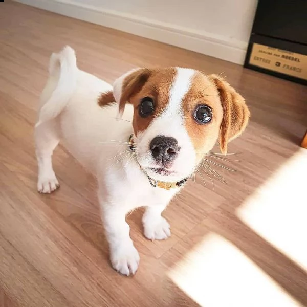 mi scrive un jack russel in adozione gratuita che vuole adottarlo