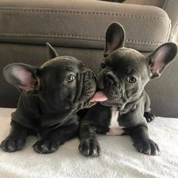 cuccioli di bulldog francese