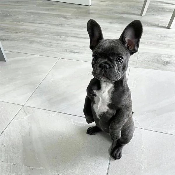 cuccioli di bulldog francese | Foto 1