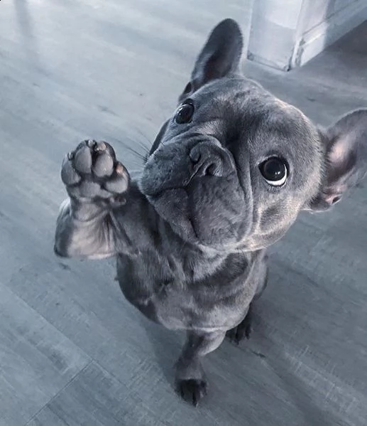 cuccioli di bulldog francese | Foto 0
