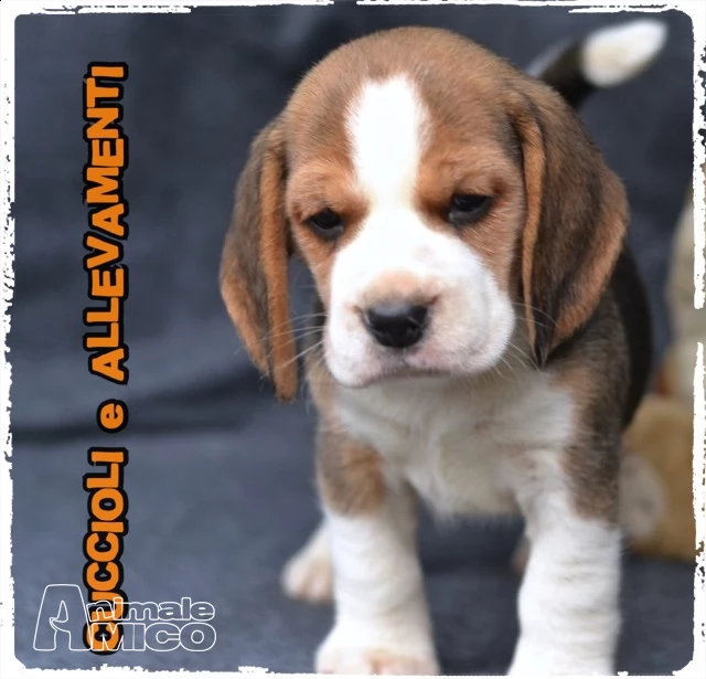 beagle cuccioli (pedigree/allevamento) | Foto 3