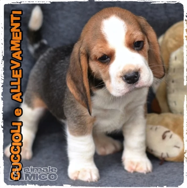 beagle cuccioli (pedigree/allevamento) | Foto 1