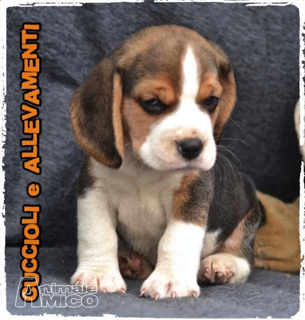 beagle cuccioli (pedigree/allevamento) | Foto 0