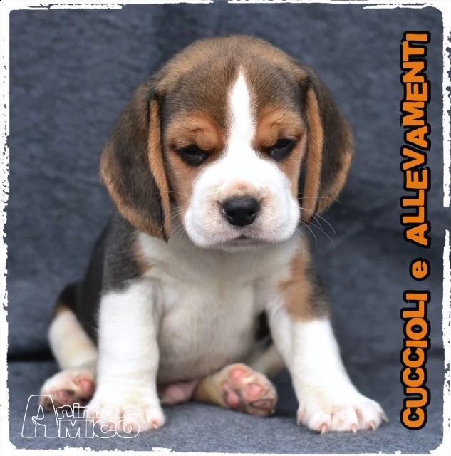 beagle cuccioli (pedigree/allevamento)