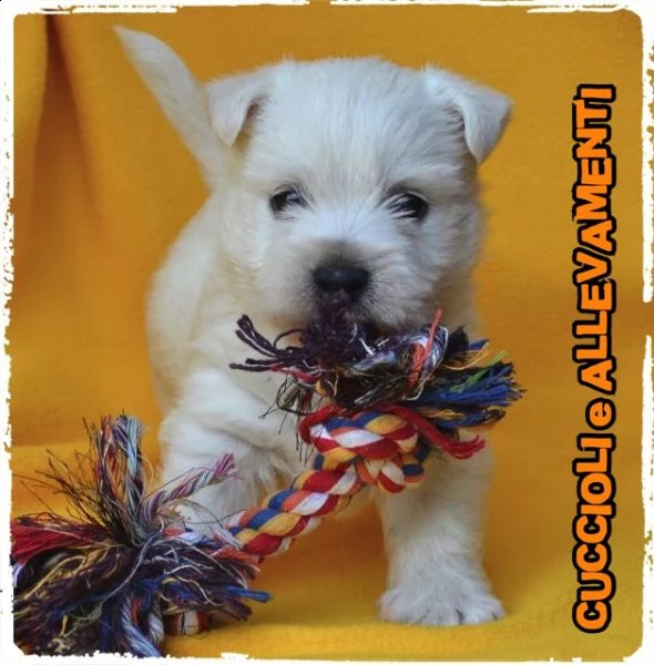 west highland white terrier (westy) cuccioli - allevamento/pedigree