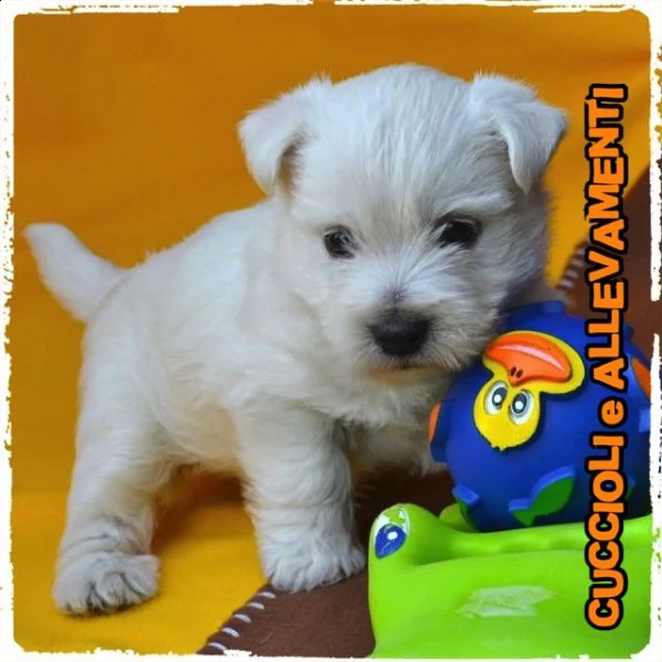 west highland white terrier (westy) cuccioli - allevamento/pedigree | Foto 3