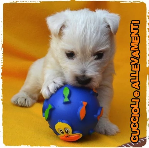 west highland white terrier (westy) cuccioli - allevamento/pedigree | Foto 2