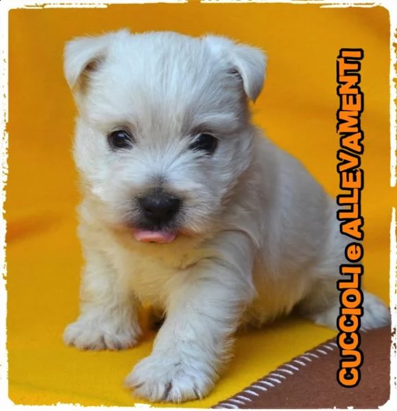 west highland white terrier westy cuccioli  allevamentopedigree | Foto 1